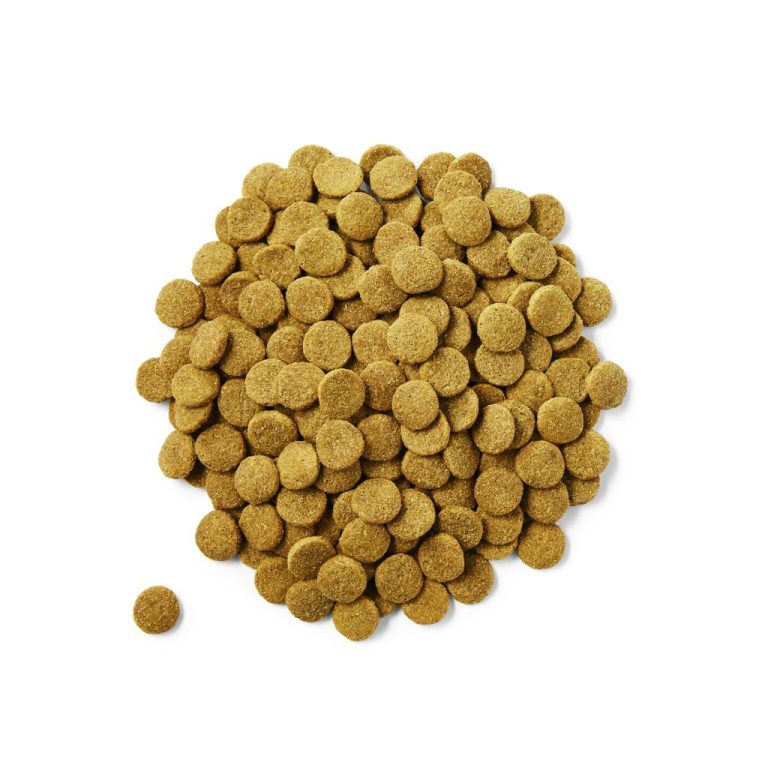 תזונת כלבים